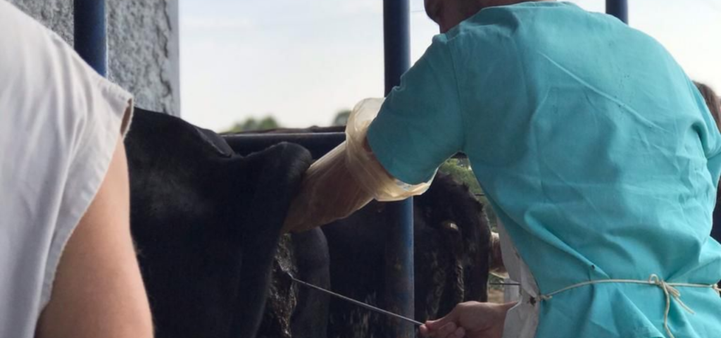 InseminaÇÃo Artificial Em Bovinos Oliveiramg Lg Cursos E Consultoria 